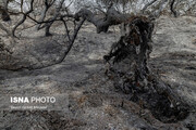سوختن ۲۰۰ اصله درخت از جنگل‌های پارک ملی کرخه