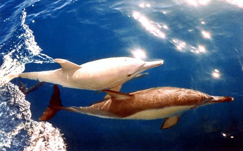 دلفین زال