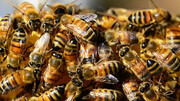 درمان ام اس و پیشگیری از سرطان با نیش زنبور عسل