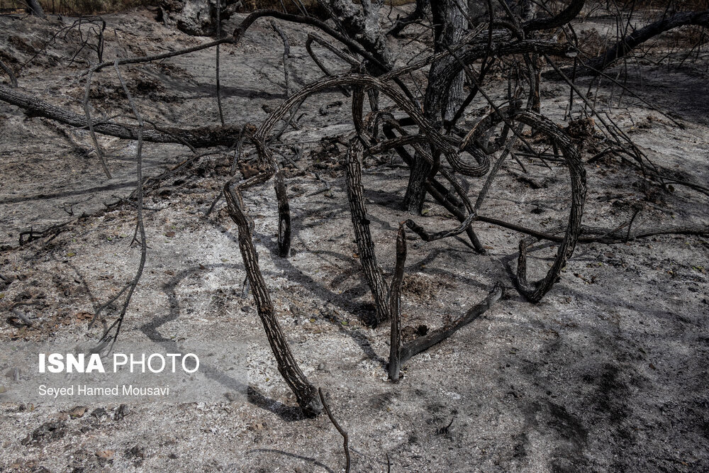 پایان اطفای حریق در جنگل کرخه در شوش / تصاویر