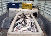 ماجرای تلف شدن بیش از ۲ تن ماهی در سنندج