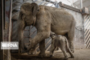 تصاویر دیدنی از نخستین بچه فیل آسیایی متولد شده در باغ وحش ارم تهران