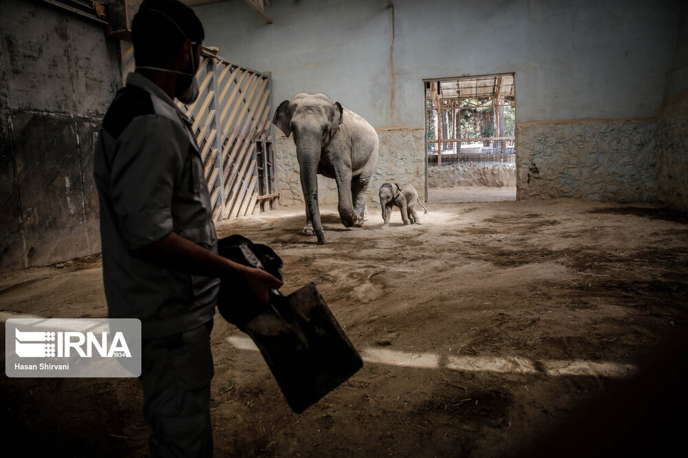 تصاویر دیدنی از نخستین بچه فیل آسیایی متولد شده در باغ وحش ارم تهران 