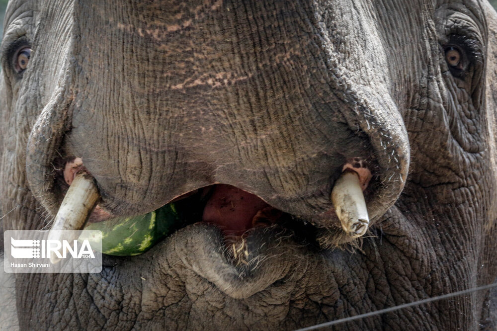 تصاویر دیدنی از نخستین بچه فیل آسیایی متولد شده در باغ وحش ارم تهران 