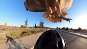 صحنه حمله عقاب به مرد دوچرخه سوار / فیلم