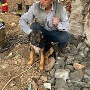 نجات توله سگ از چاه عمیق در تهران / عکس
