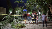 سقوط درخت در تربت حیدریه روی یک خانواده / عکس