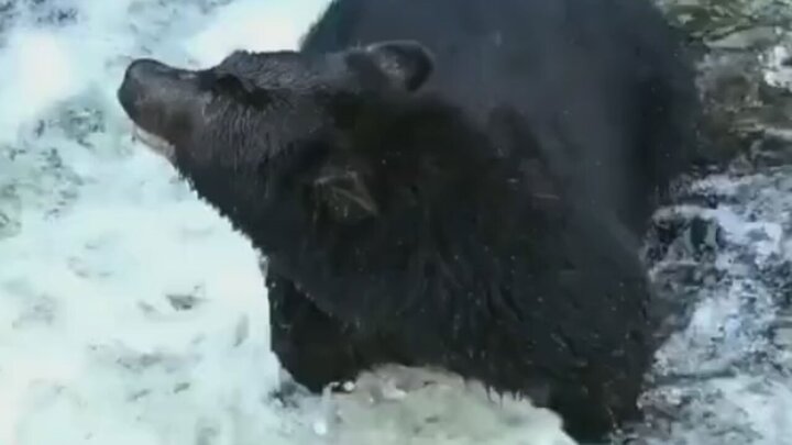 شکار جالب ماهی از رودخانه توسط خرس سیاه / فیلم