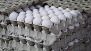 افزایش ۳۵ درصدی قیمت تخم مرغ /  هر شانه تخم مرغ چند؟