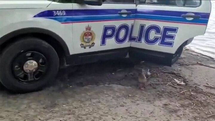 کمک پلیس به یک اردک و جوجه‌هایش برای رد شدن از ترافیک /  فیلم