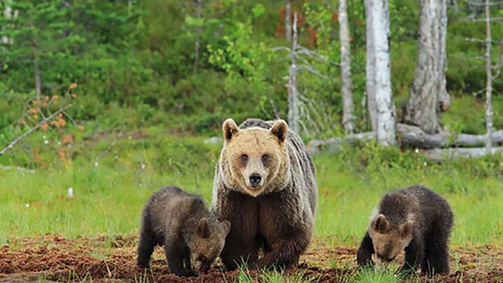 زندگی جالب خرس مادر و توله‌هایش در ارتفاعات گلستان / فیلم