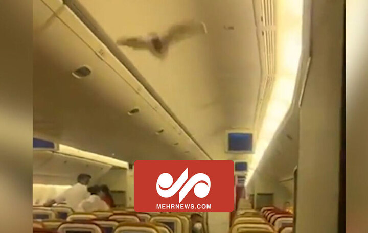 ترس مسافران از ورود خفاش به داخل کابین هواپیما / فیلم