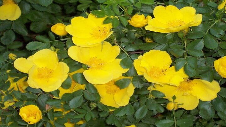 درمان دل‌پیچه و ورم معده با  گیاه گل زرد + طرز تهیه دمنوش گل زرد