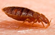 در مورد حشرات موذی رختخواب (Bed Bugs)  بیشتر بدانید