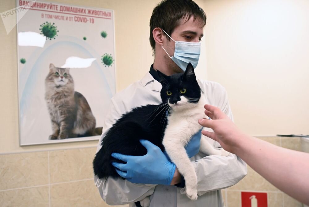 حیوانات خانگی در روسیه واکسن کرونا زدند / تصاویر