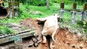 لحظه نجات فیل از یک حفره عمیق / فیلم