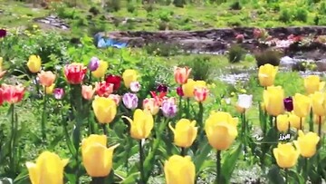 ویدیو تماشایی از مراسم روز ملی گل لاله در هلند