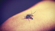 دلیل وزوز کردن پشه‌ها کنار گوش انسان
