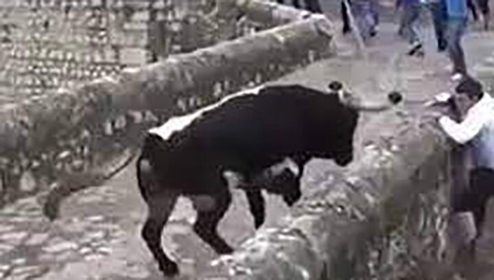 بازداشت گاو آزار گیلانی که دم گاوها را می‌برید