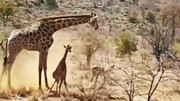 صحنه غم‌انگیز شکار بچه زرافه توسط شیرهای گرسنه مقابل چشمان زرافه مادر / فیلم