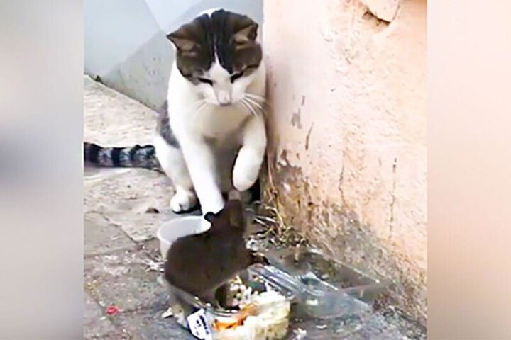 حمله عجیب موش گرسنه به گربه بانمک / فیلم