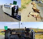 برخورد مرگبار پرادو با چوپان ۶۰ ساله و گوسفندانش در کرمانشاه