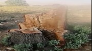 قطع درختان ۱۰۰ساله در دشت ارژن شیراز / فیلم