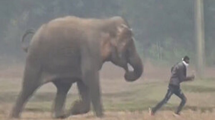 تخریب شدید خودرو، در پی حمله وحشتناک فیل عصبانی / فیلم