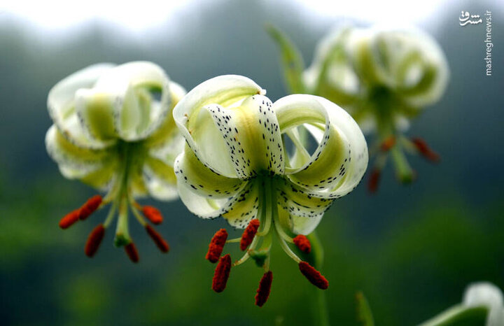 شکوفایی کمیاب‌ترین گل جهان در استان گیلان / تصاویر