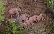 خوابیدن دست جمعی فیل‌ها در کنار هم / فیلم