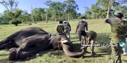 تست کرونا از فیل ها در هند / فیلم
