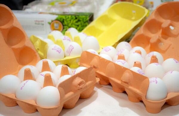قیمت هر شانه تخم مرغ به  ۳۱ هزار تومان رسید