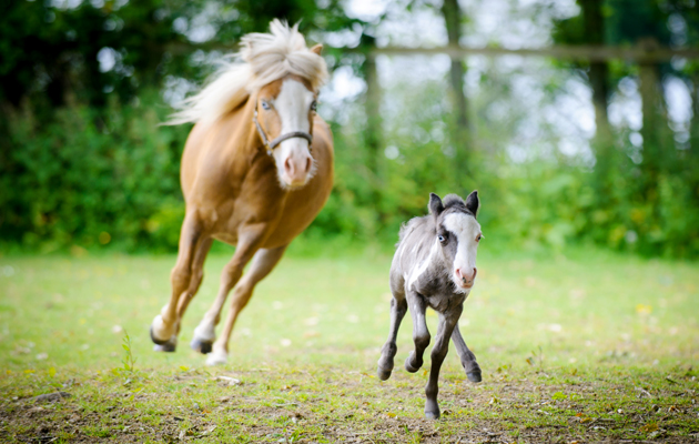 میکرو دیو، کوچکترین اسب مینیاتوری جهان / عکس