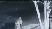 ویدیو دوربین مداربسته از حمله غافلگیرانه پلنگ به سگ خانگی / فیلم