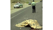 حادثه هولناک در شیراز / پژو ۴۰۵ یک خانواده را زیر گرفت!