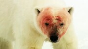 شکار گراز دریایی توسط خرس قطبی / فیلم