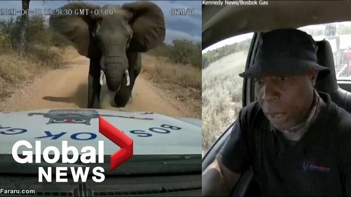 عصبانیت فیل از ورود خودرو به قلمرویش / فیلم