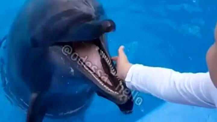 حمله وحشتناک دلفین گرسنه به یک کودک / فیلم