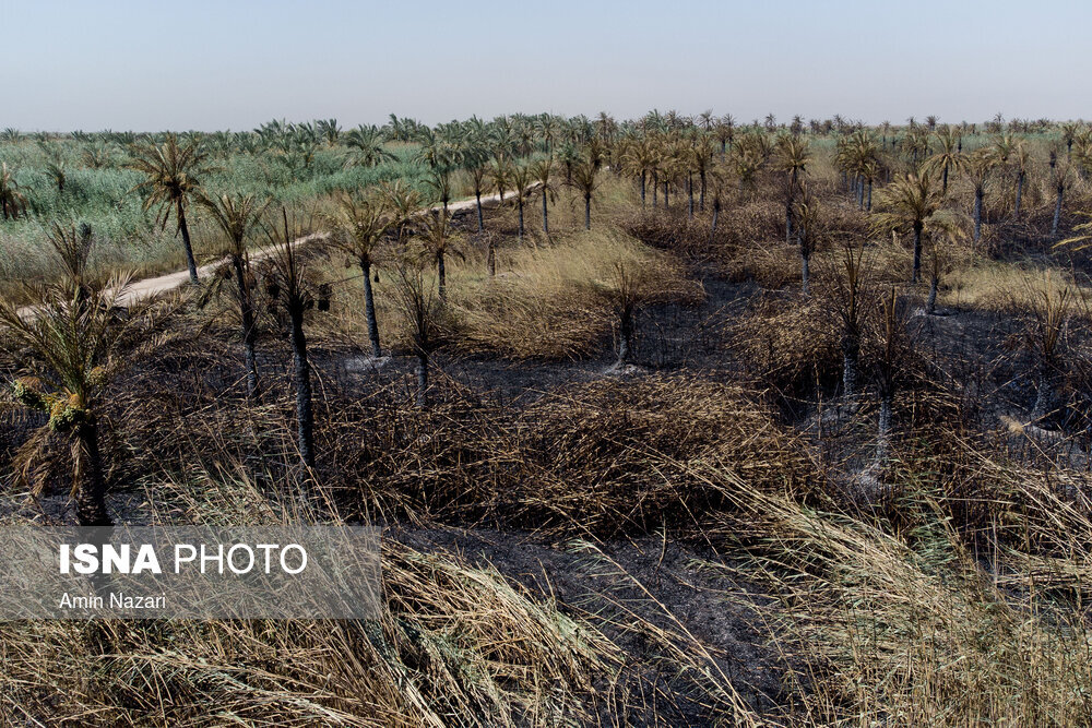 آتش‌سوزی وحشتناک در نخلستان‌ اروندکنار / تصاویر