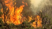 بیش از ۲۰۰ هکتار از جنگل‌های زاگرس در آتش سوخت / بخش قابل توجهی از آتش سوزی‌ها عمدی است