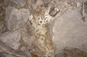 تصویر دلخراش از مرگ پلنگ ایران در آتش‌سوزی کوه حاتم / عکس