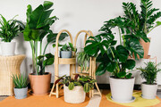 چگونه گیاهان آپارتمانی را شاداب نگه داریم؟