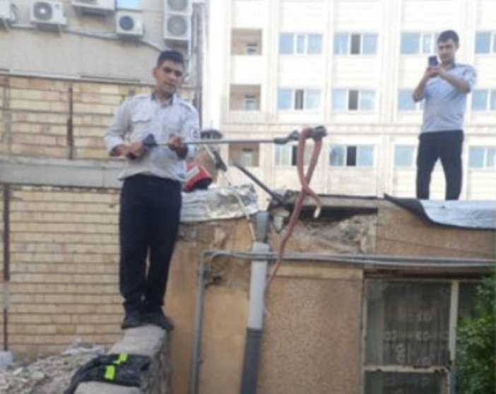 زنده‌گیری مار سمی ۲ متری از سقف یک خانه در زنجان / عکس