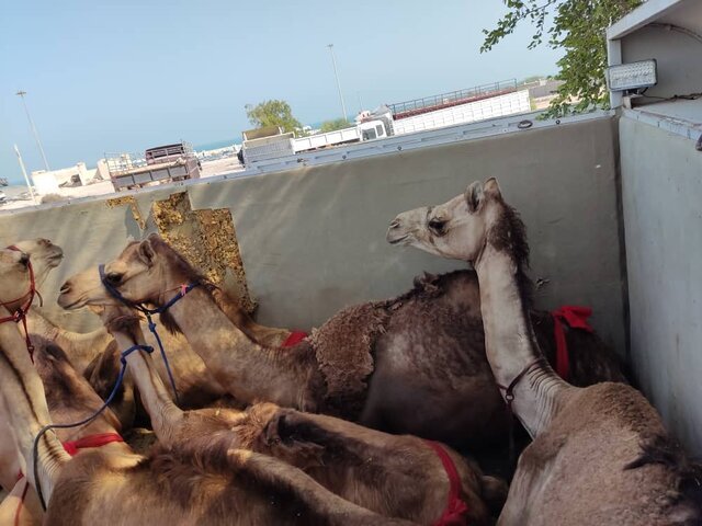 سر و کله شتران قطری در گمرک ایران پیدا شد! / عکس