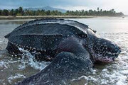 لحظه نجات بزرگ‌ترین گونه لاک‌پشت‌ دریایی از باتلاق / فیلم