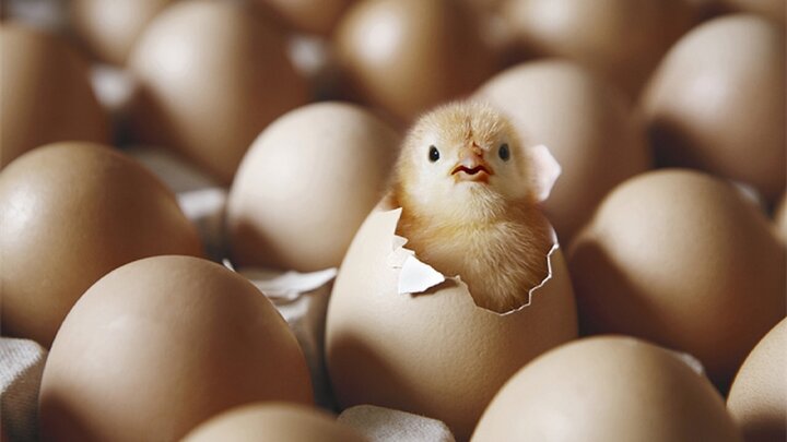 خواص شگفت‌انگیز مصرف زرده تخم مرغ برای بدن