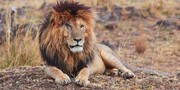 مرگ «صورت زخمی»، پادشاه حیوانات و معروف‌ترین شیر جهان در سن ۱۴ سالگی / تصاویر