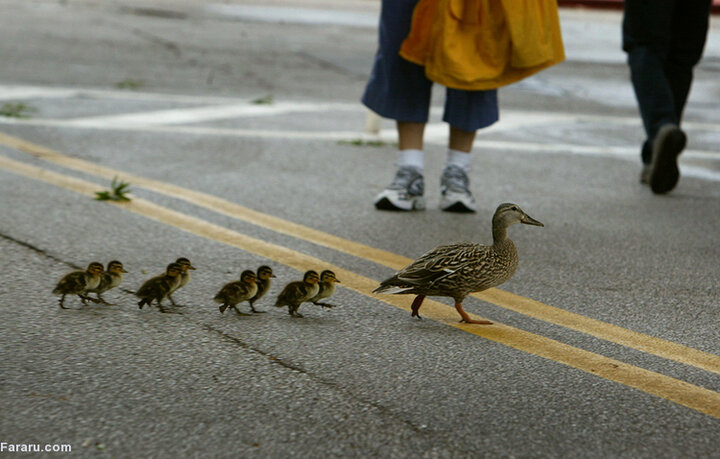 قدم زدن جالب اردک مادر و جوجه‌هایش در خیابان/ فیلم