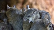 تعطیلی زندانی در استرالیا به دلیل حمله موش‌ها / فیلم