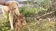 نجات جان بچه گوزن در دریاچه توسط سگ مهربان / فیلم